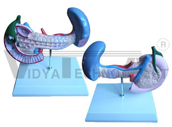 Model of spleen, pancreas, gallbladder and duodenum